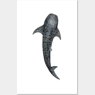 Whale shark Rhincodon typus Posters and Art